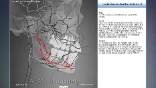 Inferior alveolar artery.  3D Human Anatomy. Анатомия.