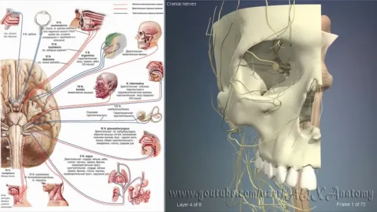 Черепно мозговые нервы - 3D Анатомия человека