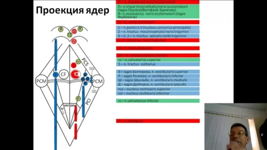 Ядра черепных нервов. Анатомия.