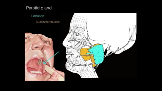 Околоушная слюнная железа. Анатомия. Стоматология.