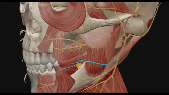 Лицевой нерв(7 пара ЧМН) 3D анимация. Анатомия.Стоматология.