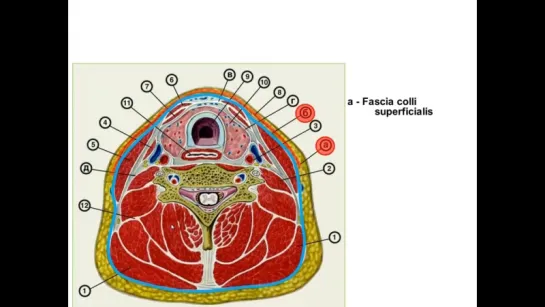 Фасции шеи по Шевкуненко и по международной номенклатуре