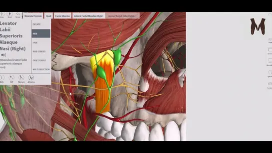 Мимические мышцы лица - обзор 3D. Анатомия.