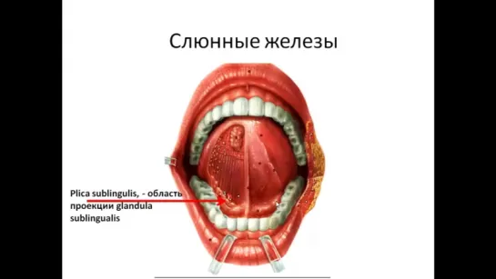 Слюнные железы — топография, выводные протоки.Анатомия.