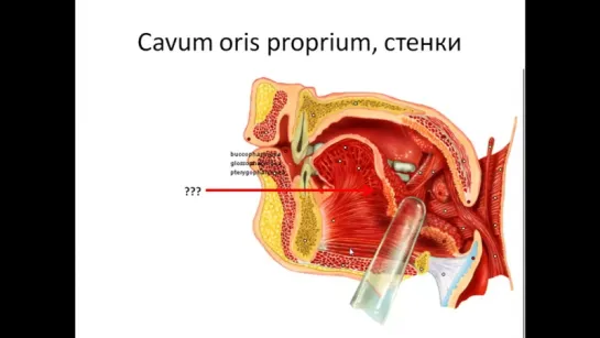 Ротовая полость — стенки и содержимое. Мягкое небо, зев. Анатомия.