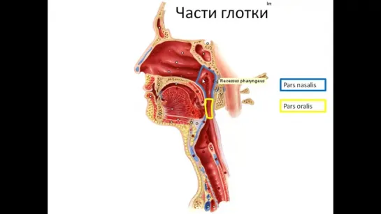 Рот, глотка, слюнные железы. Анатомия.