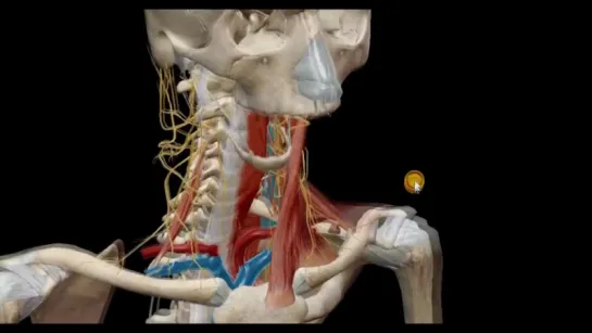 Шейное сплетение. Анатомия 3 D