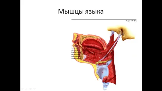 Язык — строение, мышцы языка, сосочки языка. Проф.В.А.Изранов. Анатомия.