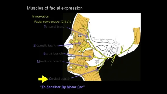 Лицевой нерв и мышцы лица. Анатомия.