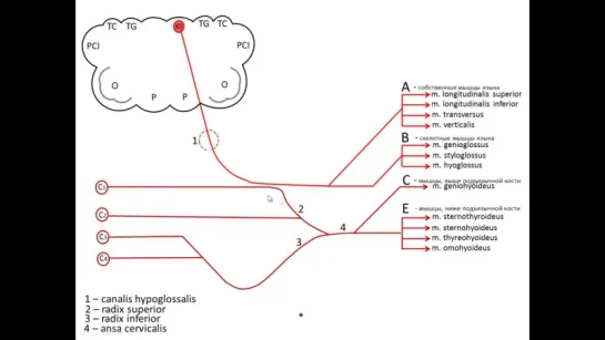 XII пара черепных нервов — подъязычный нерв. Анатомия.