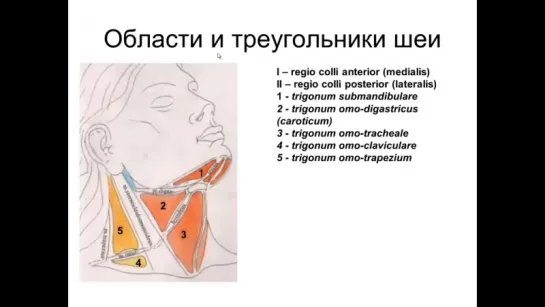 Треугольники шеи. Анатомия.