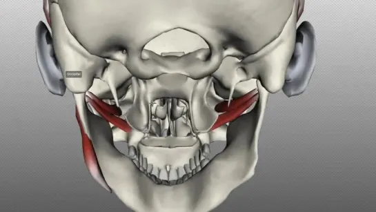 Muscles of Mastication - Anatomy Tutorial. Анатомия