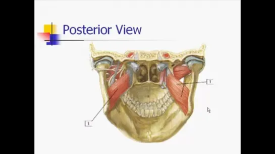 Muscles of Mastication. Анатомия.