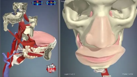 Tongue Muscles  Parts - 3D Human Anatomy - Organs. Анатомия.