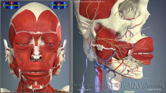 Oral cavity and infratemporal fossa - 3D Human Anatomy - Organs. Анатомия.