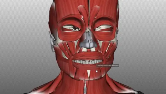 Muscles of Facial Expression - Anatomy Tutorial PART 2. Анатомия.