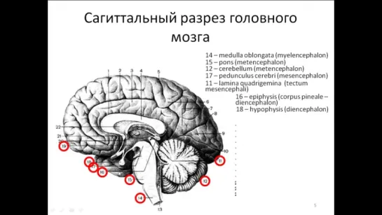 Общий обзор головного мозга и черепно-мозговых нервов. Анатомия.