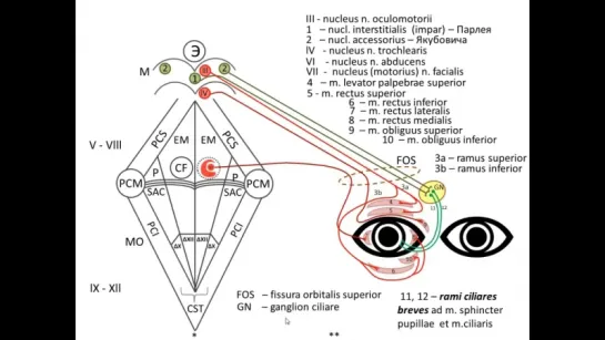 III-VI пары  черепно - мозговых нервов. Анатомия.