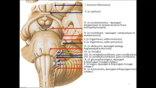 Выход 12 пар черепных нервов. Анатомия.