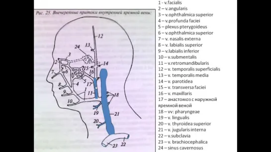 Вены головы и шеи. Анатомия.