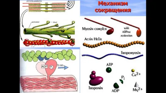 Мышечные ткани. Видео лекция С.М. Зиматкина.Гистология.