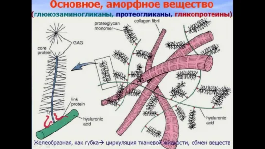 Собственно соединительные ткани. Видео лекция С.М.Зиматкина. Гистология.