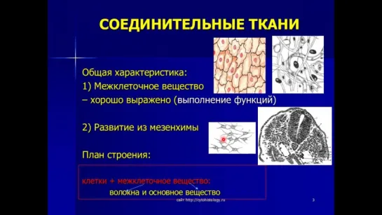 Собственно соединительные ткани 1. РВСТ. Гистология.