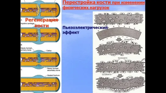 Хрящевые и костные ткани. Видео лекция С.М.Зиматкин. Гистология.