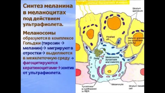 Кожа и ее производные. Видео лекция С.М.Зиматкин. Гистология.