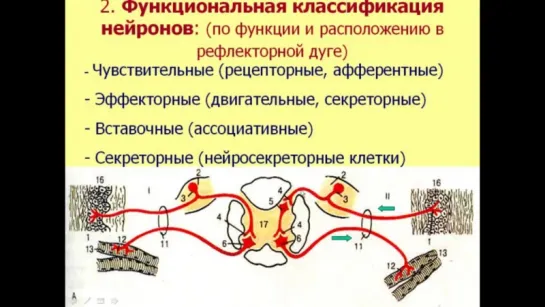 Нервная ткань-1. Видеолекция С.М.Зиматкин. Гистология, физиология.