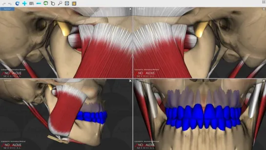 Mandibular Movements