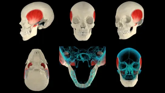 Muscles of Mastication 3D