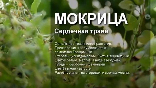 Мокрица / Свойства. Сердечная трава / Аптека под ногами