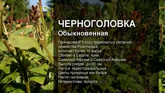 Черноголовка / Обычкновенная / Аптека под ногами