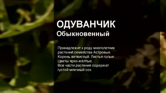 ОДУВАНЧИК \ Нюансы заготовки \ Полезные лечебные свойства \ Правила сбора \  Аптека под ногами