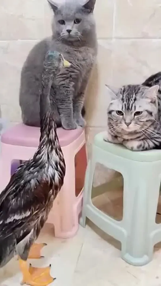 Cats fighting  🦆