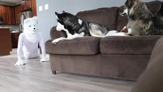 Husky Pranked By Wolf Mask