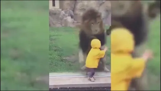 the gorilla broke the glass. and then this happened