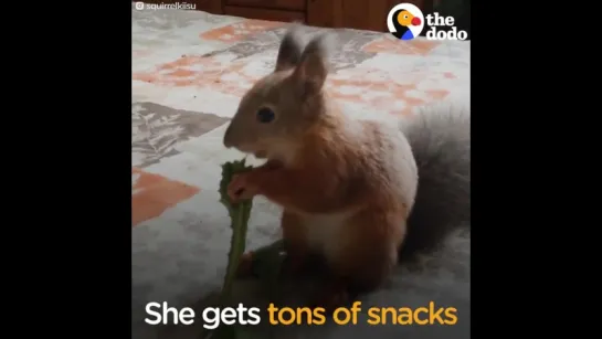 Squirrel Attacked As Baby Finds PERFECT Mom _ The Dodo