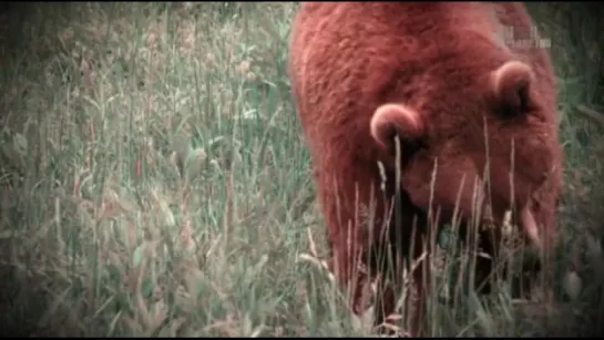 Animal Planet. Проект "Гризли" / Project Grizzly / 2016 / Серия 6