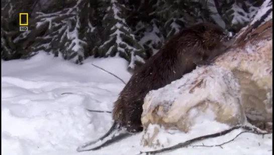 National Geographic. Бобровая плотина / National Geographic. Dam Beavers / 2009