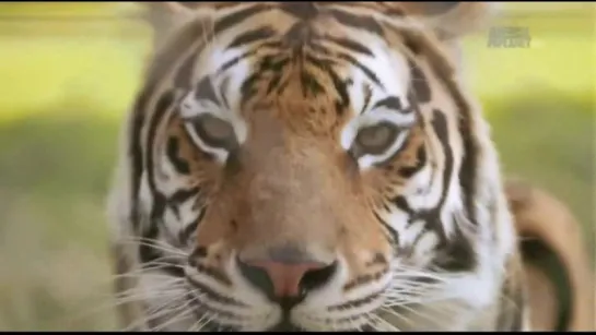 Animal Planet. Человек и львы (Джабула заказник больших кошек) / The Lion Man: Jabula Big Cat Sanctuary / 2014 / 1