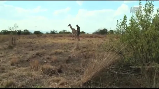 Animal Planet. Человек и львы (Джабула заказник больших кошек) / The Lion Man: Jabula Big Cat Sanctuary / 2014 / 2