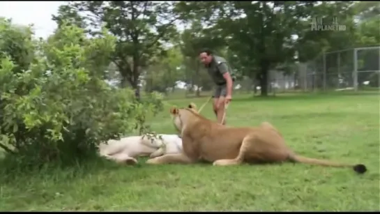 Animal Planet. Человек и львы (Джабула заказник больших кошек) / The Lion Man: Jabula Big Cat Sanctuary / 2014 / 3