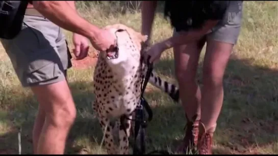 Animal Planet. Человек и львы (Джабула заказник больших кошек) / The Lion Man: Jabula Big Cat Sanctuary / 2014 / 4