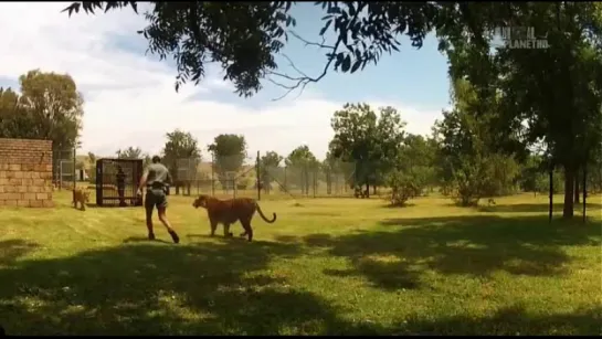 Animal Planet. Человек и львы (Джабула заказник больших кошек) / The Lion Man: Jabula Big Cat Sanctuary / 2014 / 5