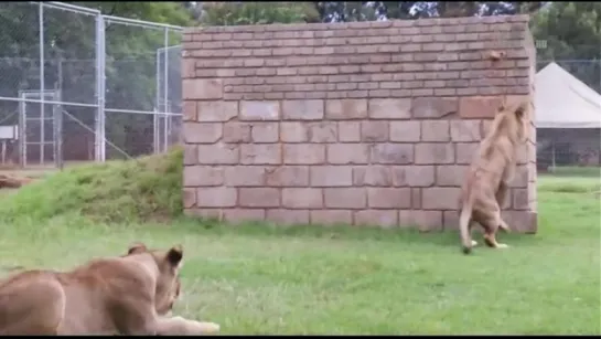 Animal Planet. Человек и львы (Джабула заказник больших кошек) / The Lion Man: Jabula Big Cat Sanctuary / 2014 / 9