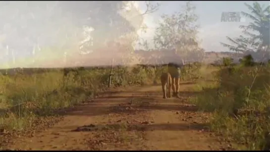 Animal Planet. Человек и львы (Джабула заказник больших кошек) / The Lion Man: Jabula Big Cat Sanctuary / 2014 / 8