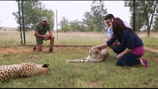 Animal Planet. Человек и львы (Джабула заказник больших кошек) / The Lion Man: Jabula Big Cat Sanctuary / 2014 / 10