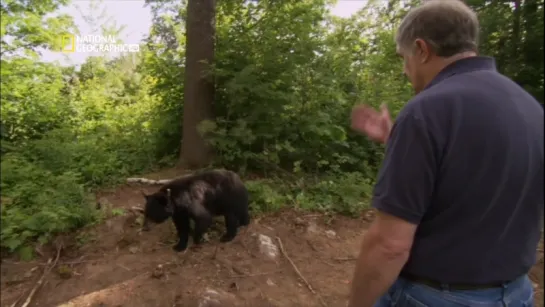 National Geographic. Человек-медведь / A Man Among Bears / 2008